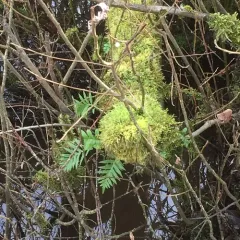 licorice fern thumbnail 1