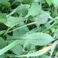 Sheep's sorrel thumbnail 1