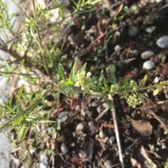 Virginia pepperweed thumbnail 3