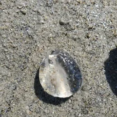 Sea Gooseberry thumbnail 2