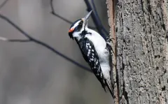 Hairy Woodpecker thumbnail 1