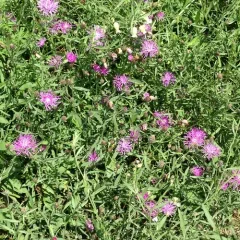spotted knapweed thumbnail 2