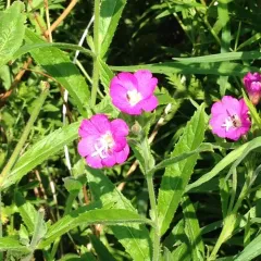 Great Willowherb thumbnail 2