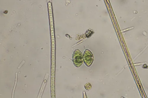 Staurastrum punctulatum