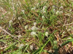 dot-seed plantain thumbnail 3