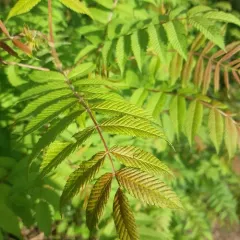 Sorbaria thumbnail 4