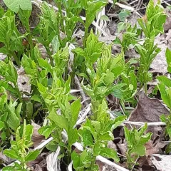 eastern green violet thumbnail 2
