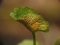 Puccinia eatoniae thumbnail 1