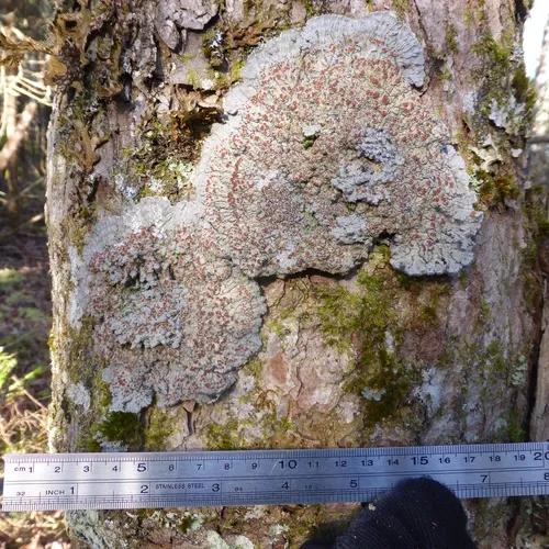 Blue Felt Lichen