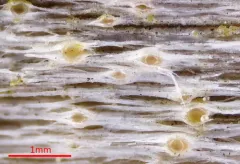 Cryptodiscus pallidus thumbnail 1