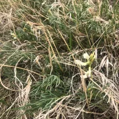 Narrowleaf Milkvetch thumbnail 2