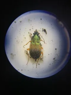 Small-green Stinking Beetle thumbnail 4