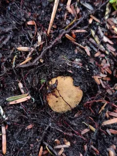 marbled false truffle thumbnail 2