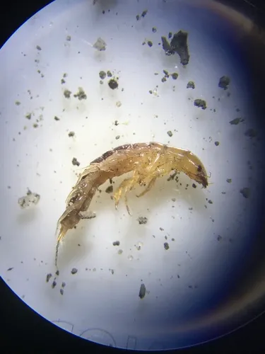 Sialis velata