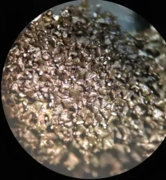 Shingled Camouflage Lichen thumbnail 2