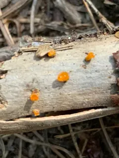 Dacrymyces chrysocomus thumbnail 1