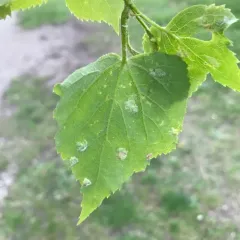 Lime Felt Gall Mite thumbnail 2