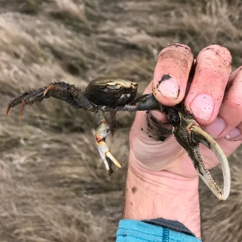 Red-jointed Fiddler Crab