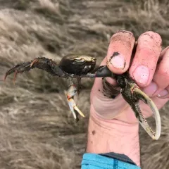 Red-jointed Fiddler Crab thumbnail 1