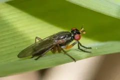 Anticheta canadensis thumbnail 2