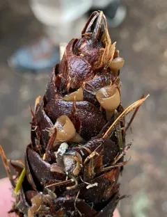 Chocolate Cone Cup thumbnail 2