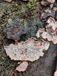 Veluticeps fimbriata thumbnail 2