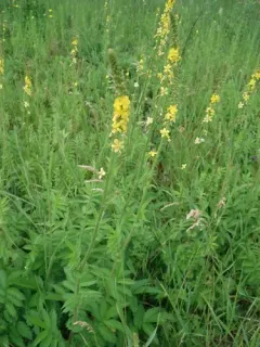 common agrimony thumbnail 1