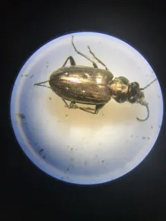 Cheyenne Riverbank Ground Beetle thumbnail 2