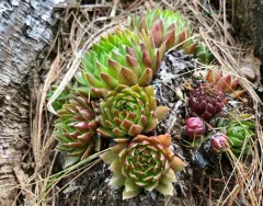 Rolling Hen-and-chicks thumbnail 3
