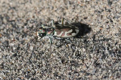St. Anthony Dune Tiger Beetle