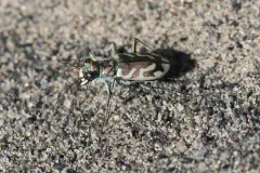 St. Anthony Dune Tiger Beetle thumbnail 1