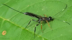 Xorides humeralis thumbnail 2