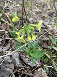 Oxlip thumbnail 3