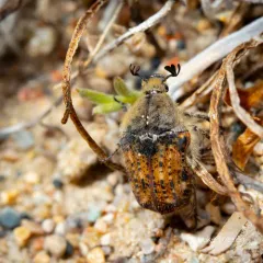 Bumble Flower Beetle thumbnail 3