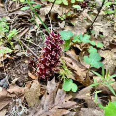 California groundcone thumbnail 3