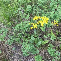 Tall western groundsel thumbnail 3
