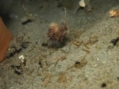 Eudistylia catharinae thumbnail 2