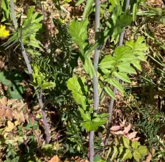 Hedge mustard thumbnail 3