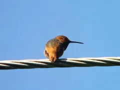 Allen's Hummingbird thumbnail 3