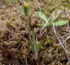 Annual Agoseris thumbnail 2