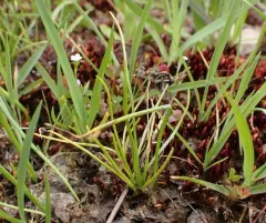 Nuttall's quillwort thumbnail 1