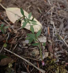 little willowherb thumbnail 2