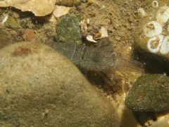 California Bay Shrimp thumbnail 1
