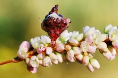 Melanopsichium pennsylvanicum thumbnail 4