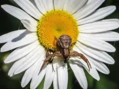 Emerton's Crab Spider thumbnail 4