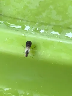Rhamphomyia nasoni thumbnail 4