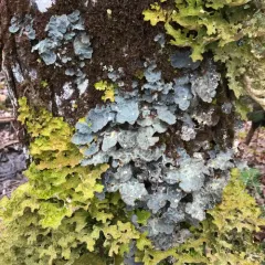 Textured Lung Lichen thumbnail 3
