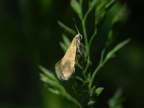 Lampronia aenescens