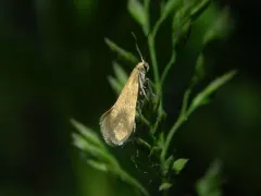 Lampronia aenescens thumbnail 1