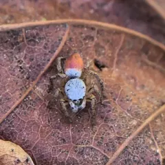 Habronattus decorus thumbnail 2